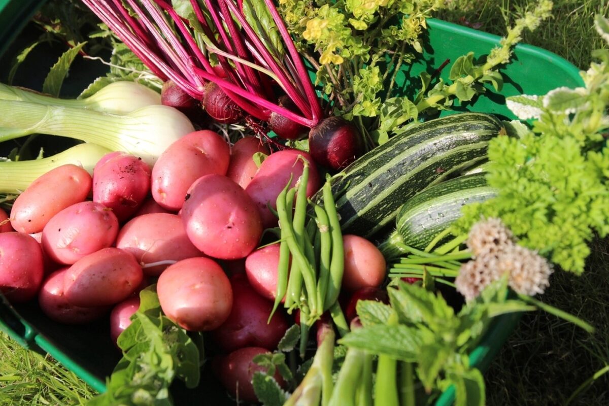 A harvest basket of radishes, beans, courgettes and beetroot