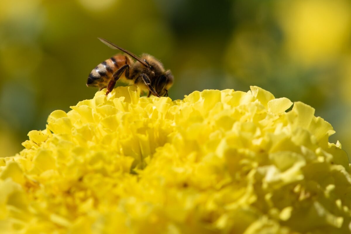 A honeybee on a yellow marigold flower