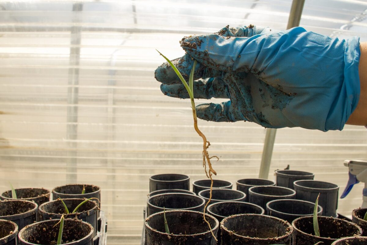 A gloved hand transplanting a seedling into a nursery pot