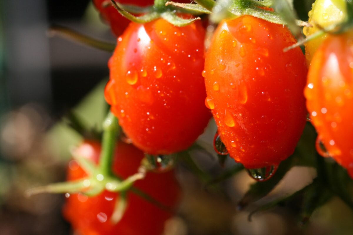 Ripe tomatoes on the vine after rain